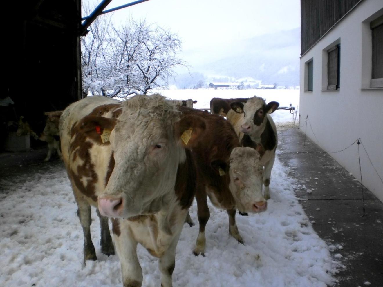 Waldschoenau Kirchbichl Bagian luar foto